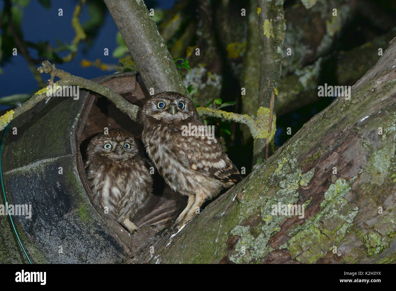 Little Owl Chicks Playing Hi res Stock Photography And Images Alamy