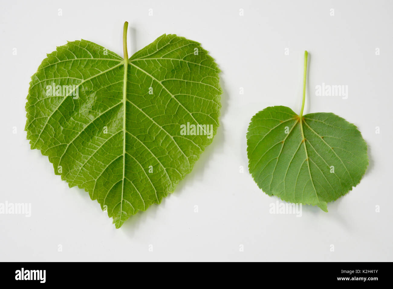 Large leaved Lime (Tilia platyphyllos) left side, leaf and littel-leaved LIme (Tilia cordata)right side, leaf Stock Photo