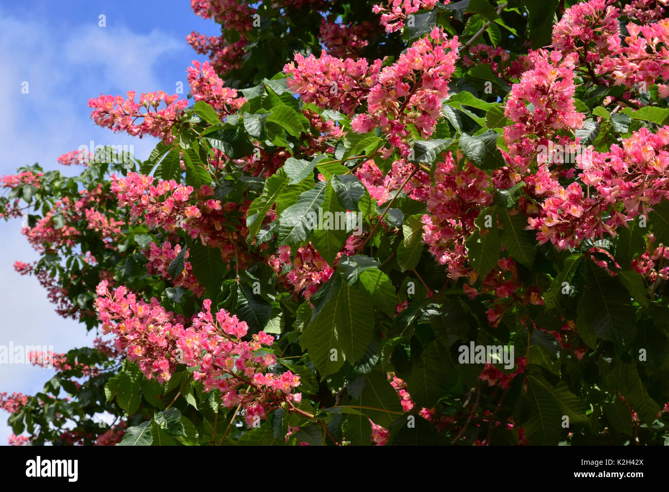 Red horse-chestnut (Aesculus x carnea), flowering twigs Stock Photo