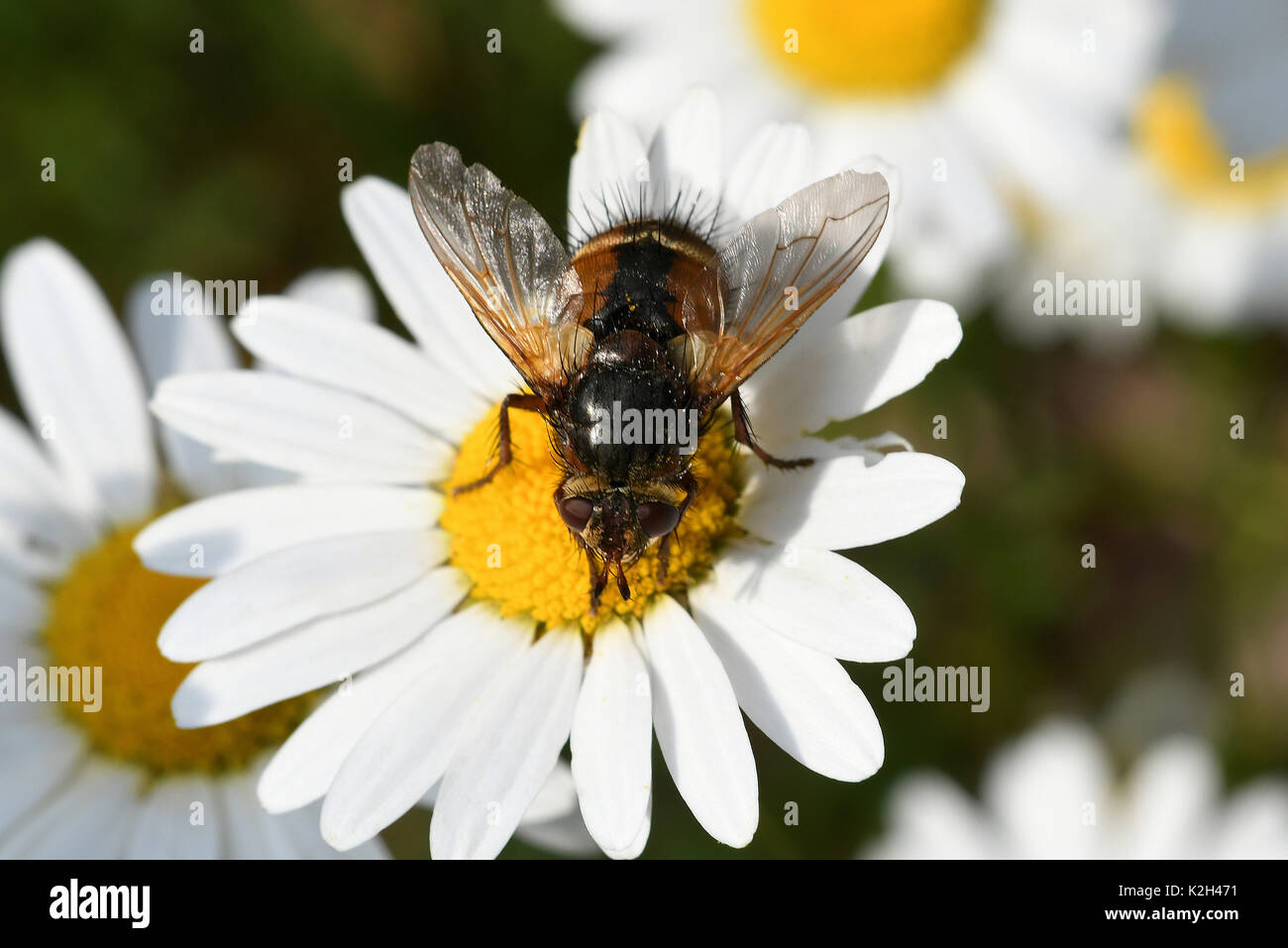 Parasitic Fly (Ectophasia crassipennis) on a white blossom Stock Photo