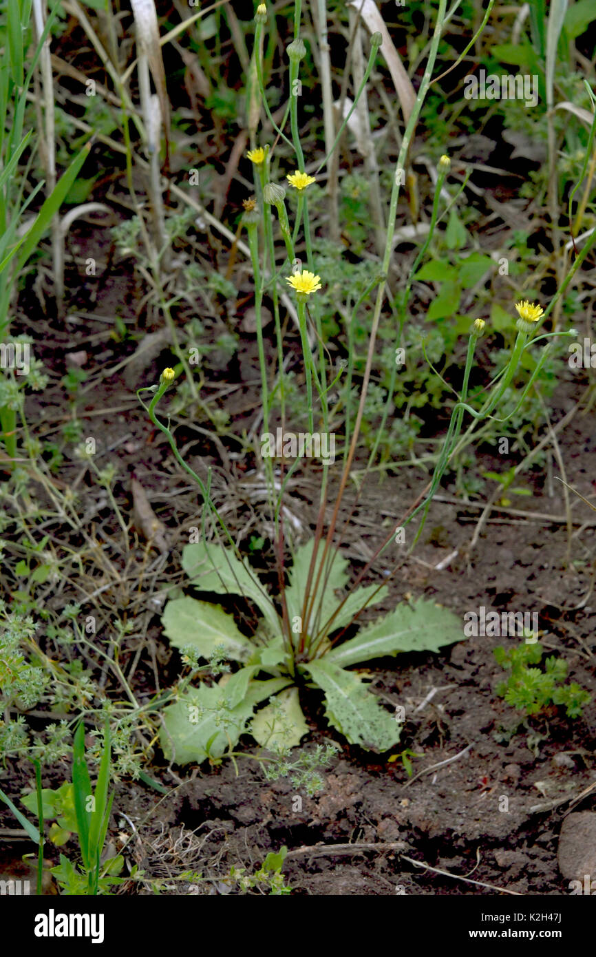 Dwarf nipplewort, lambs succory (Arnoseris minima), flowering Stock Photo