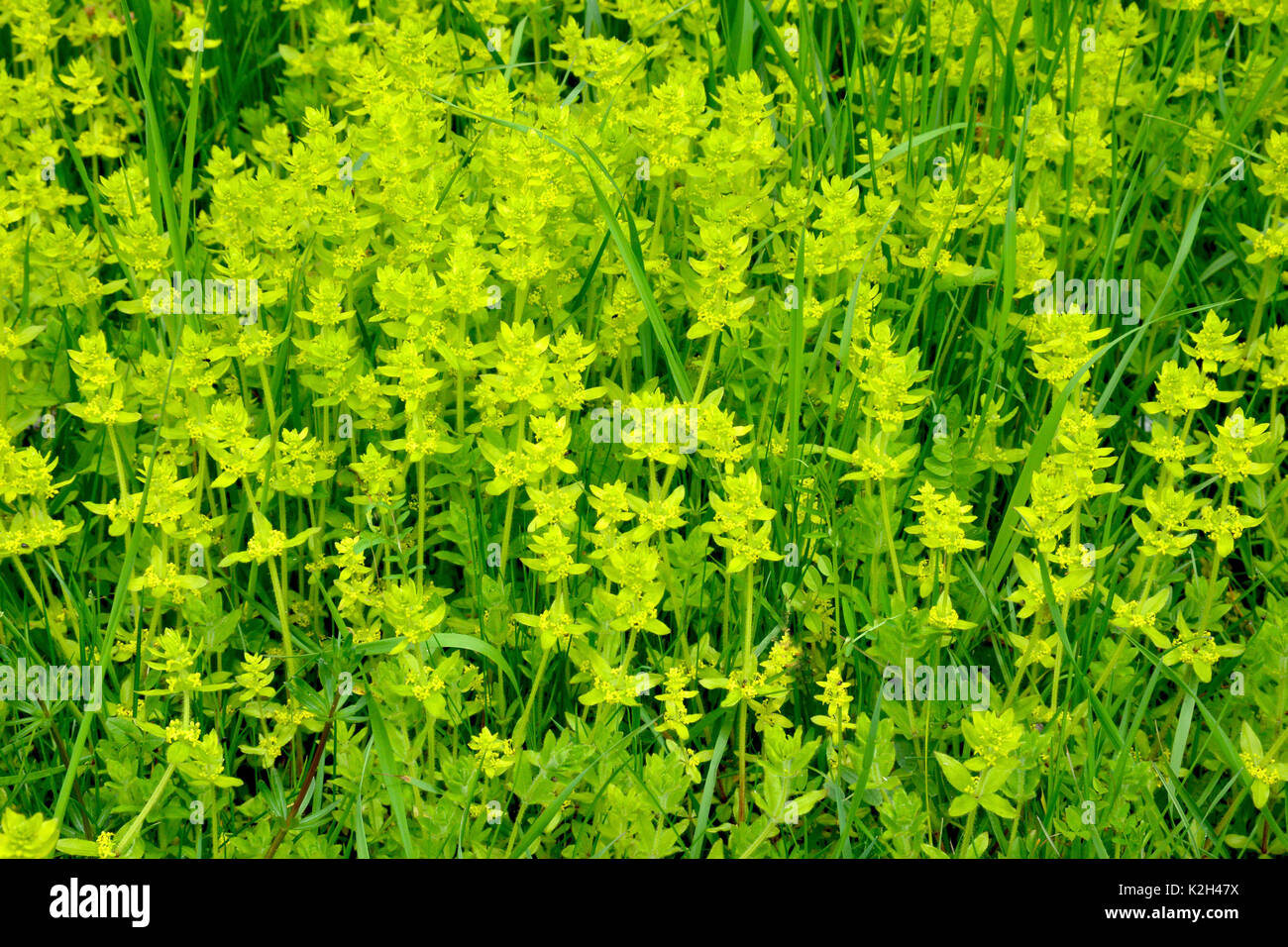 Crosswort (Cruciata laevipes), flowering Stock Photo