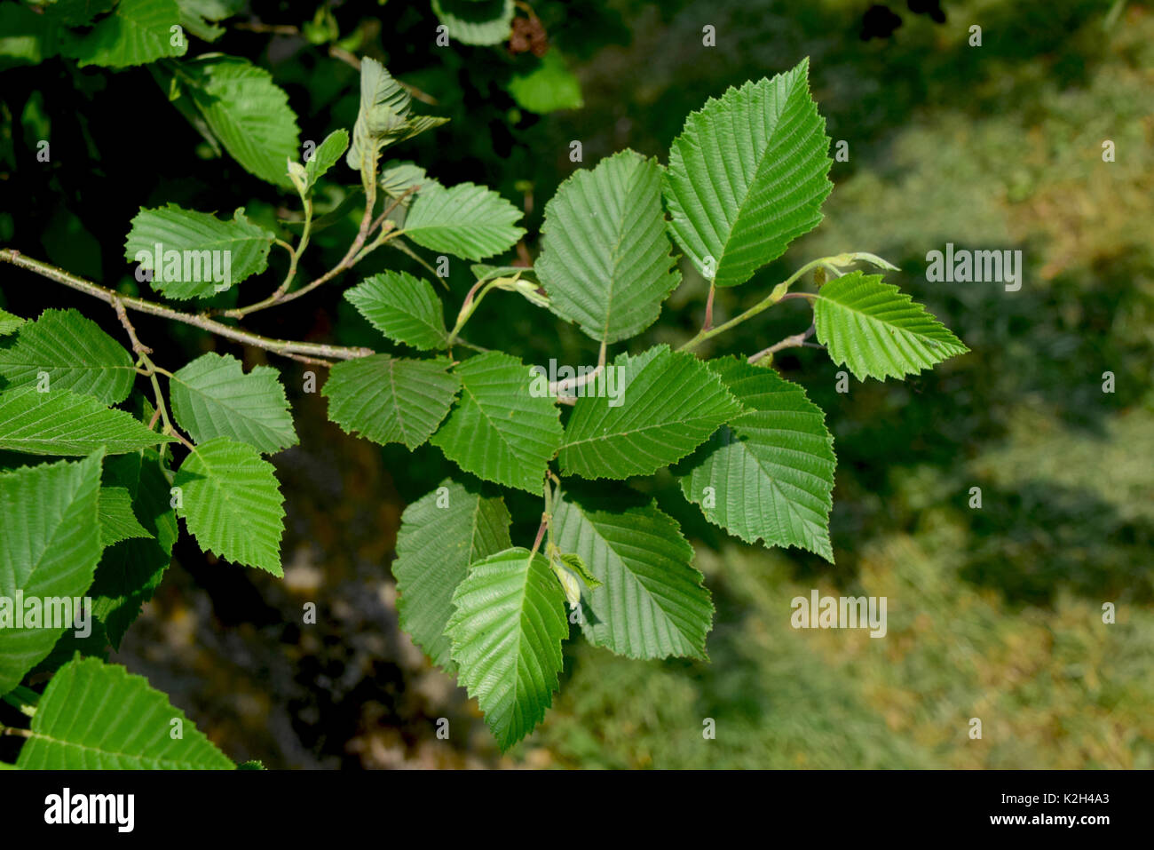 Grey Alder, Gray Elder ( Alnus incana), twig with leaves. Stock Photo