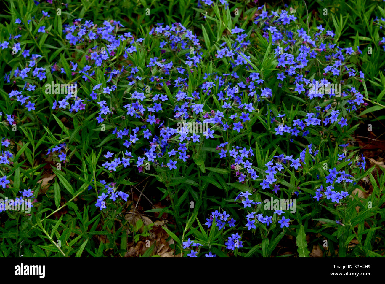 Purple Gromwell  (Aegonychon purpurocaeruleum) , flowering stems Stock Photo