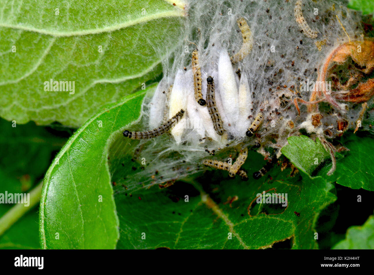 Caterpillars pupae weblike nest hi-res stock photography and images - Alamy