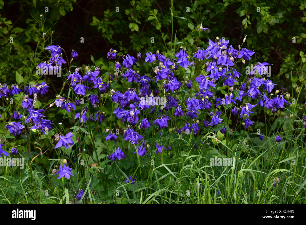 Columbine, Grannys Bonnet (Aquilegia vulgaris)  group of flowering plants at the roadside Stock Photo