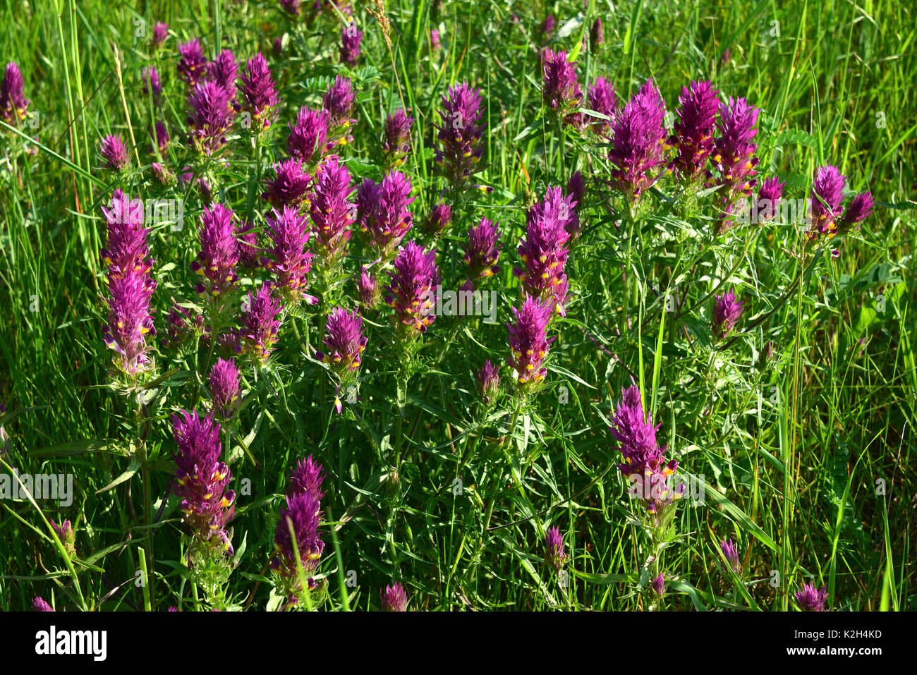 Field cow wheat (Melampyrum arvense), flowering plants Stock Photo