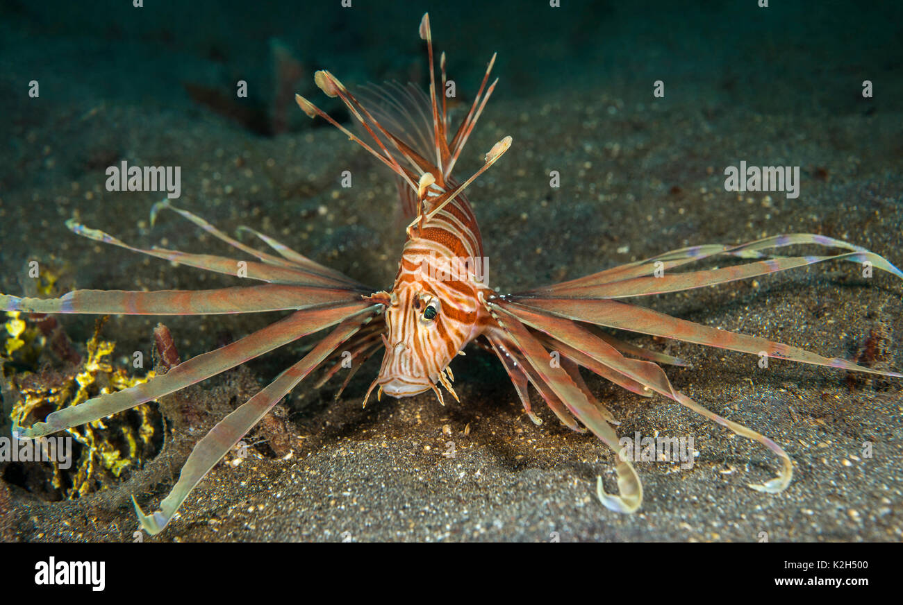 Pterois russelii hires stock photography and images Alamy