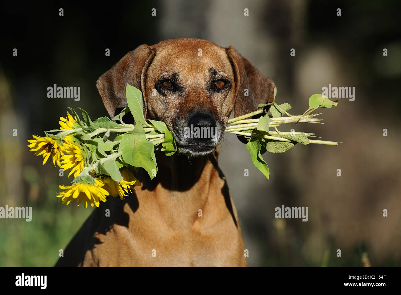 Seniour Rhodesian Ridgeback Rhodesian Ridgeback. Portrait of senior bitch carrying sunflowers ...