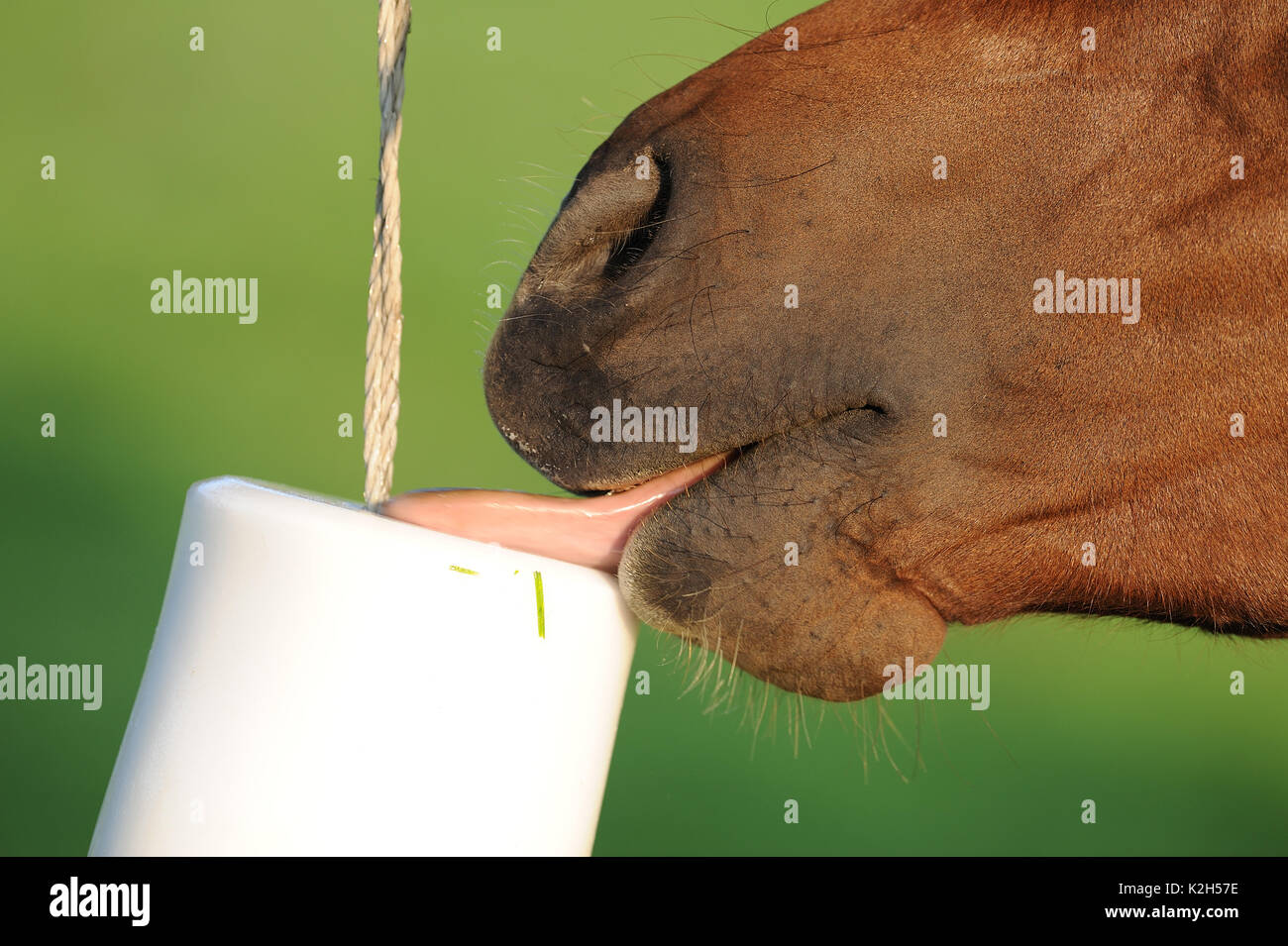 Domestic horse licking a rock salt, a mineral food supplement Stock