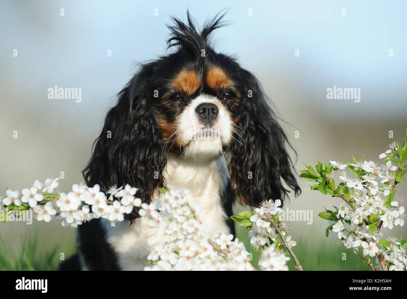 funny king charles cavalier pictures