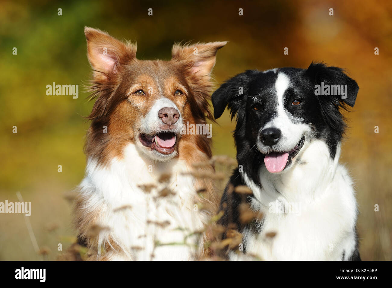 Can 2 Dogs Keep Each Other Warm