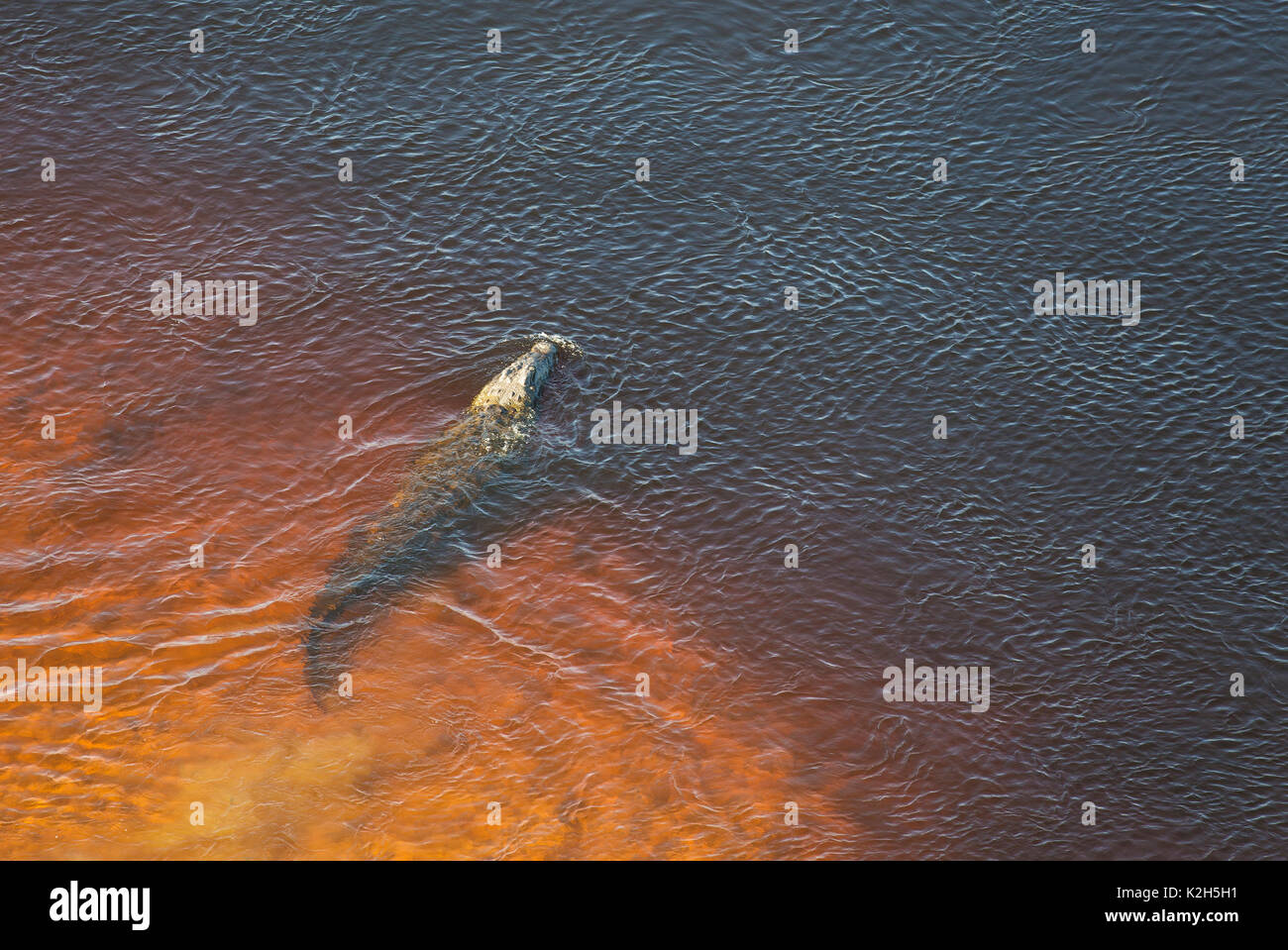 Nile Crocodile (Crocodylus niloticus), at the sandy shore of a freshwater marsh, aerial view, Stock Photo