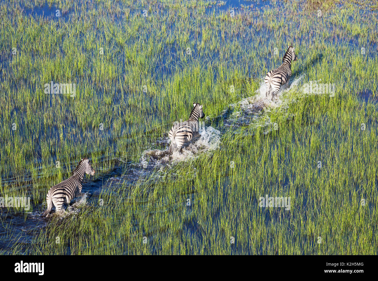 Burchell's Zebra (Equus quagga burchelli), roaming in a freshwater marsh, aerial view Stock Photo