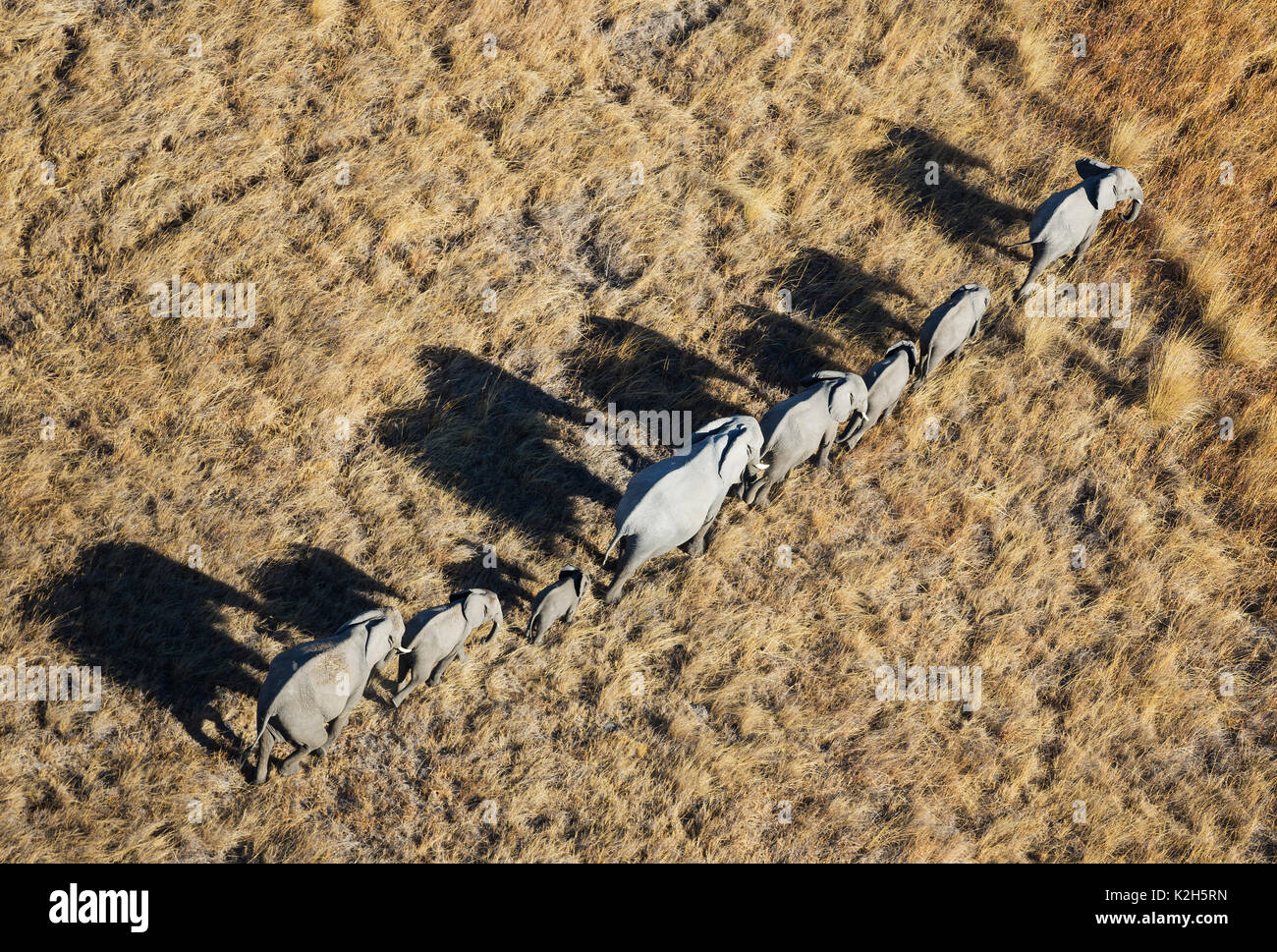 African Elephant (Loxodonta africana), breeding herd, roaming in single file ithrough the freshwater marsh, aerial view Stock Photo