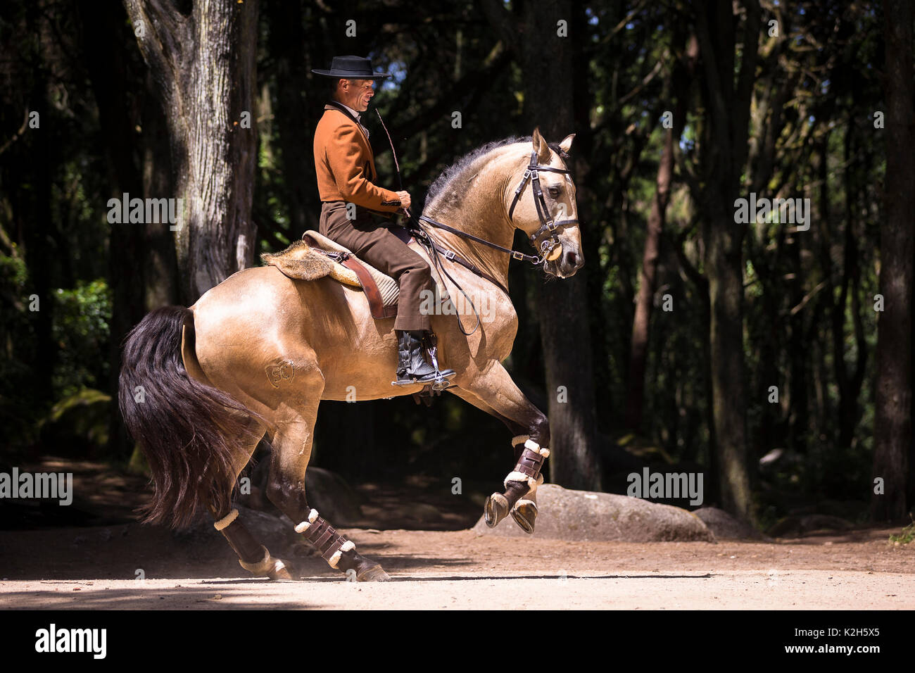 Lusitano. Dun stallion with rider performing a pirouette. Portugal Stock Photo