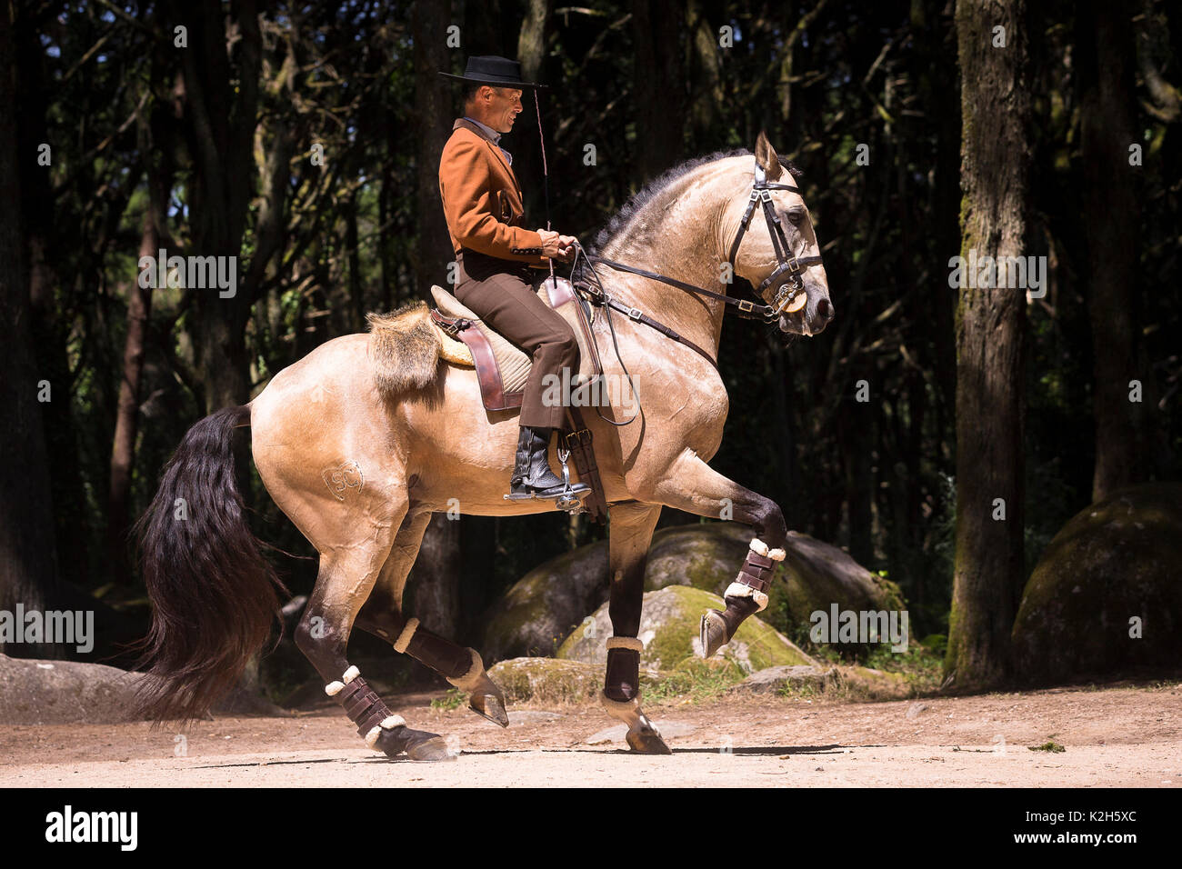 Lusitano. Dun stallion with rider performing a piaffe. Portugal Stock Photo