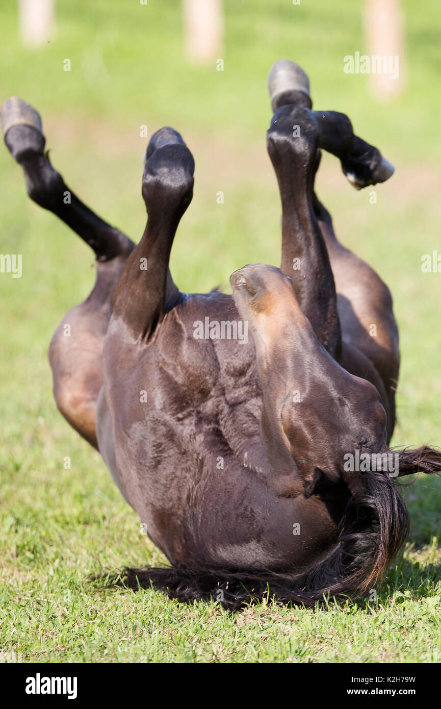 Trakehner. Bay mare rolling on a pasture. Austria Stock Photo