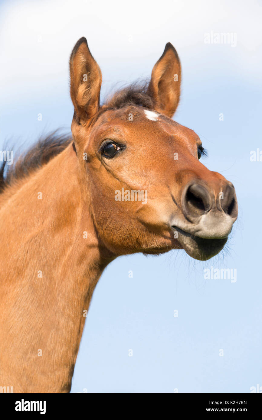Trakehner. Portrait of bay fiily-foal, seen against a blue sky. Austria Stock Photo