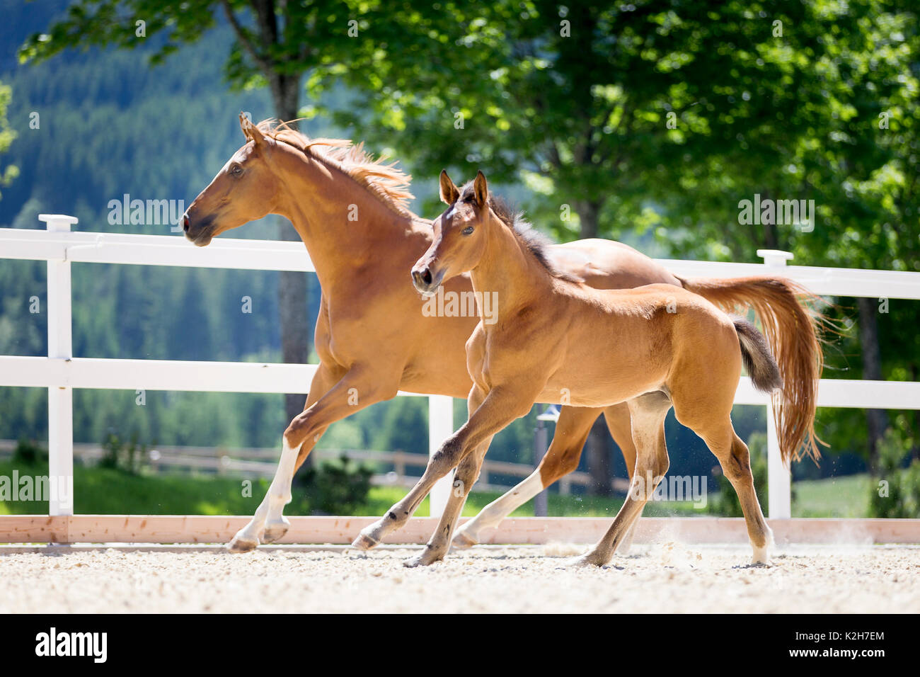 Trakehner. Chestnut mare with foal galloping in a paddock. Austria Stock Photo