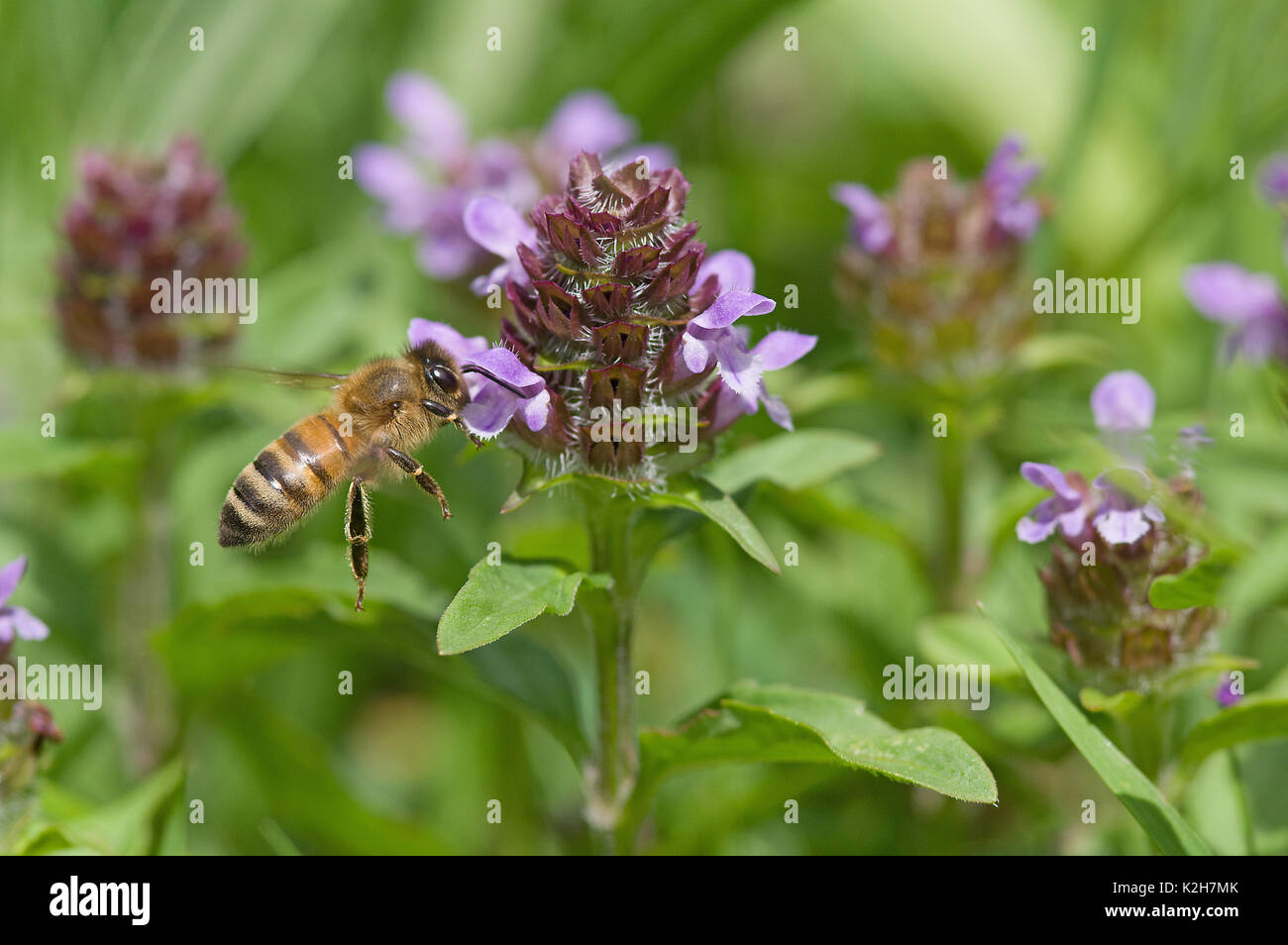 Honey Bee (Apis mellifera, Apis mellifica), worker approaching a Common Selfheal flowerstand ( Prunella vulgaris) Stock Photo
