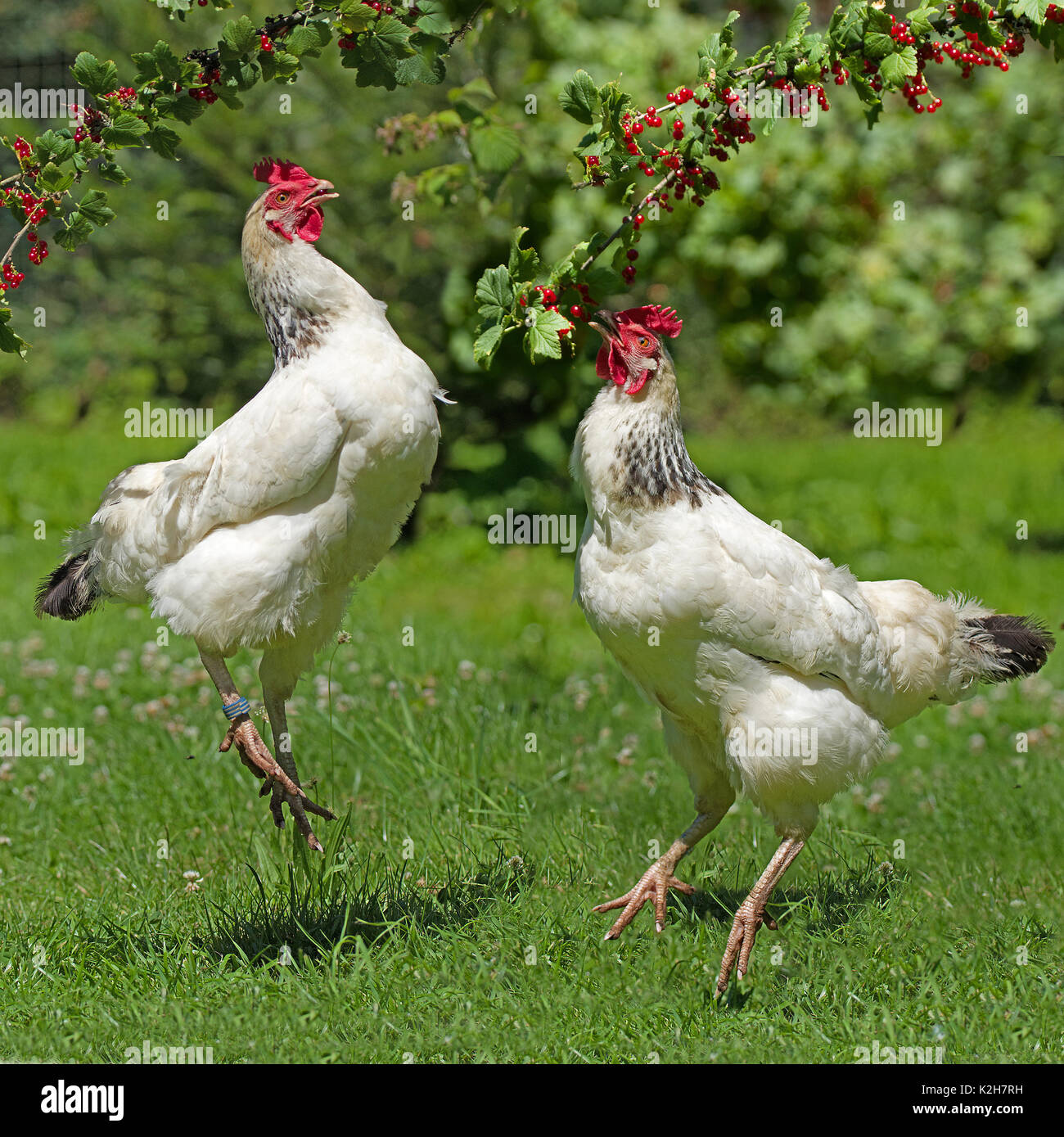 Chicken jumping hires stock photography and images Alamy