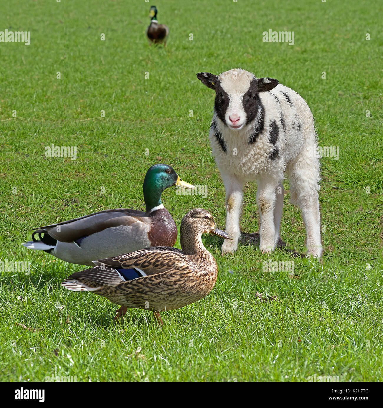Jacob sheep, lamb encountering a  pair of mallards ( Anas platyrhynchos) Stock Photo