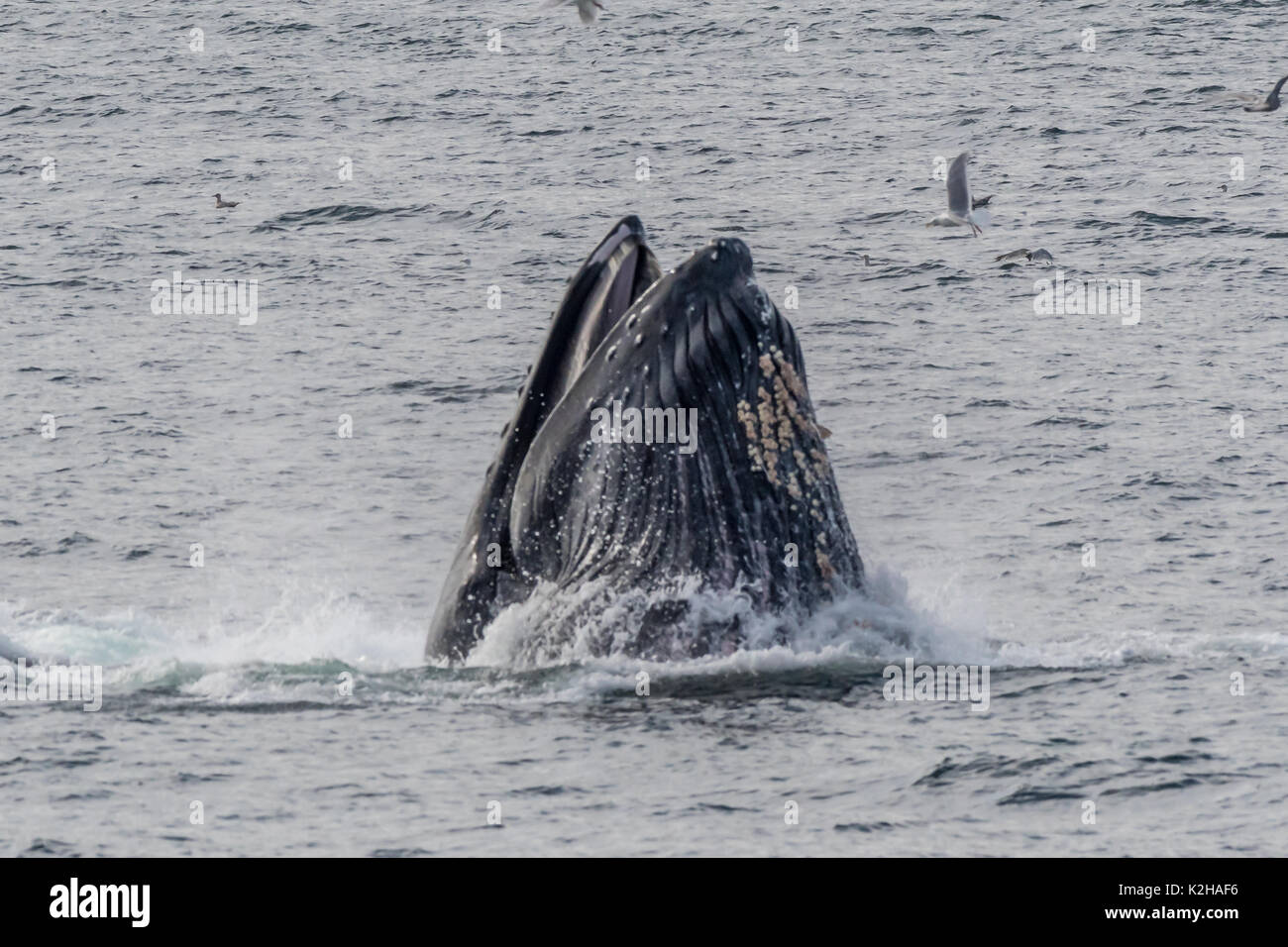 Group of humpback whales (Megaptera novaeangliae) bubble net feeding in Southeast Alaska's Inside Passage. Stock Photo