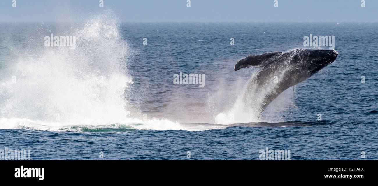 Humpback whale (Megaptera novaeangliae) breaching in Southeast Alaska's Inside Passage. Stock Photo