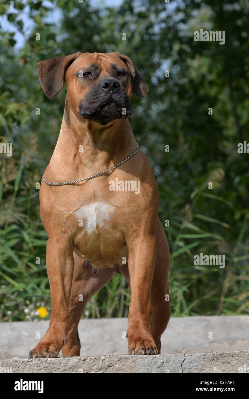 Large, strong dog Boerboel, yellow. African Mastiff Stock Photo - Alamy