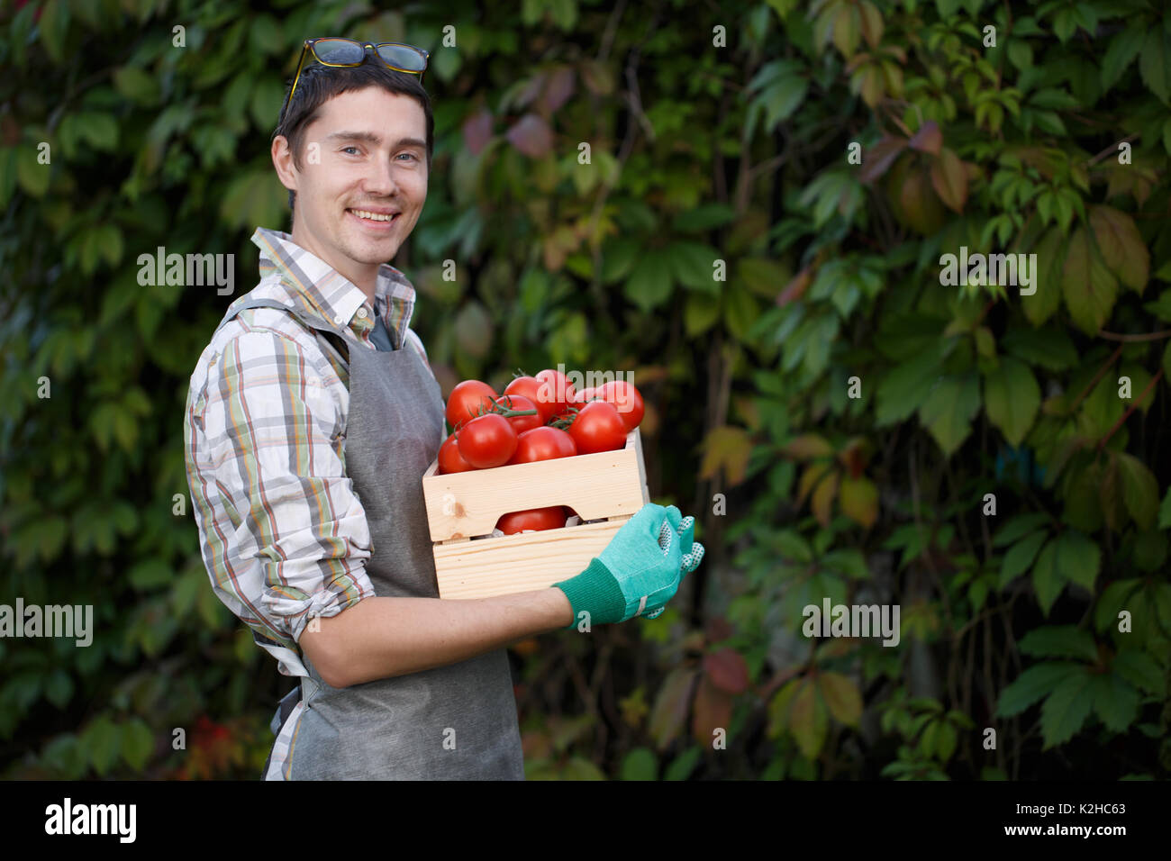 Guy with box of tomato Stock Photo - Alamy