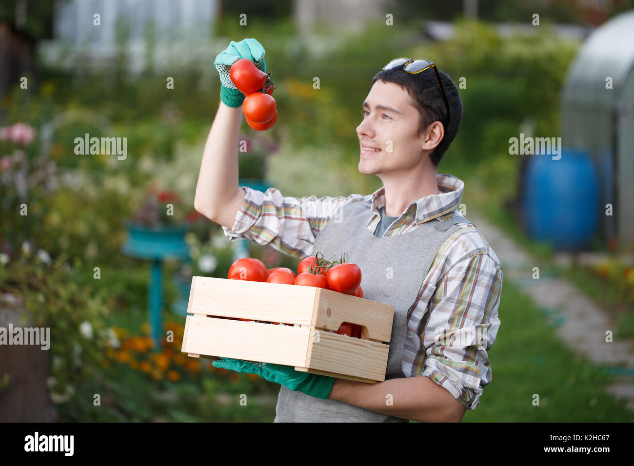 Man with box of tomato Stock Photo - Alamy