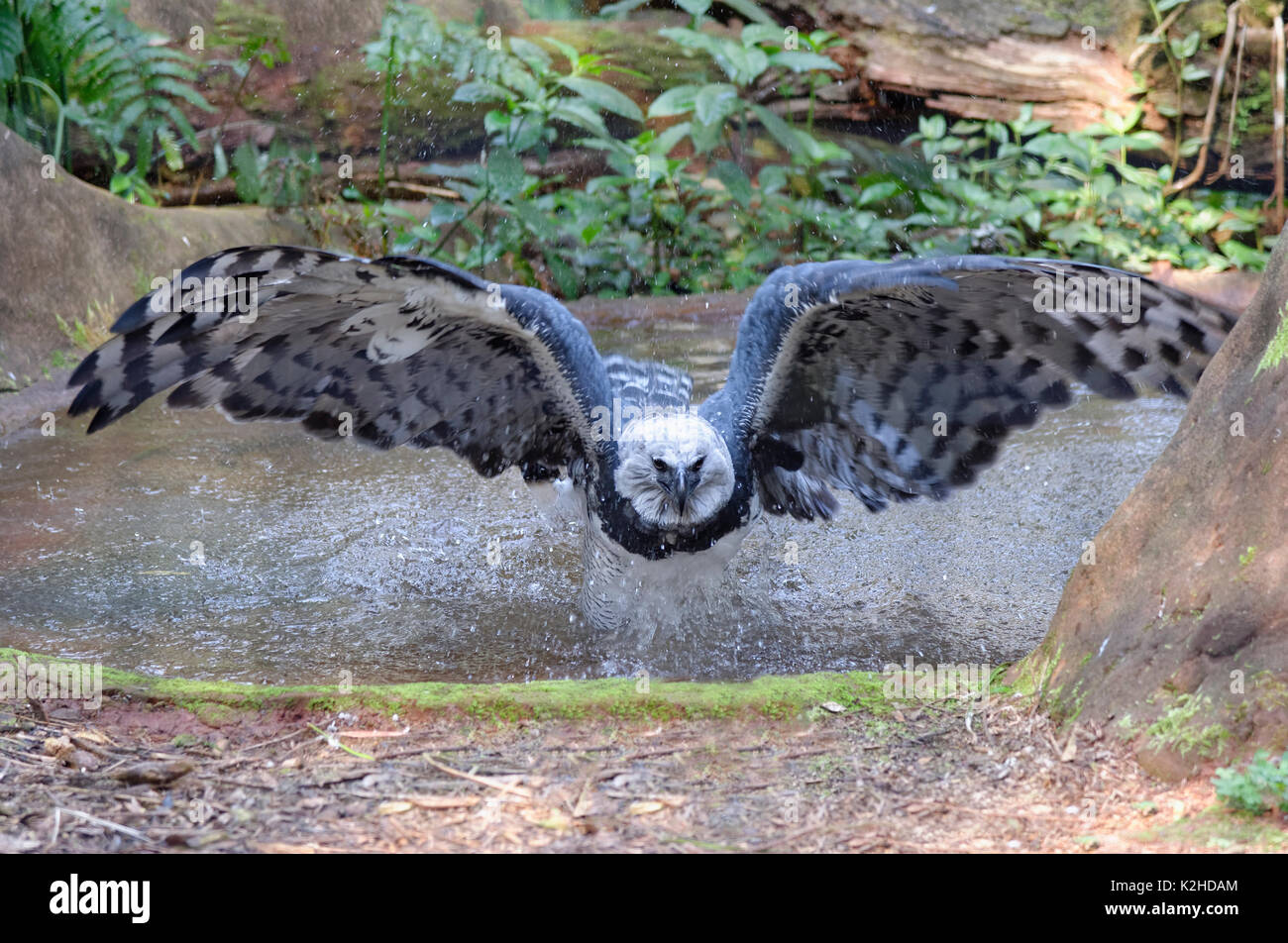 Harpy Eagle ((Harpia harpyia) flying from a pond, Brazil Stock