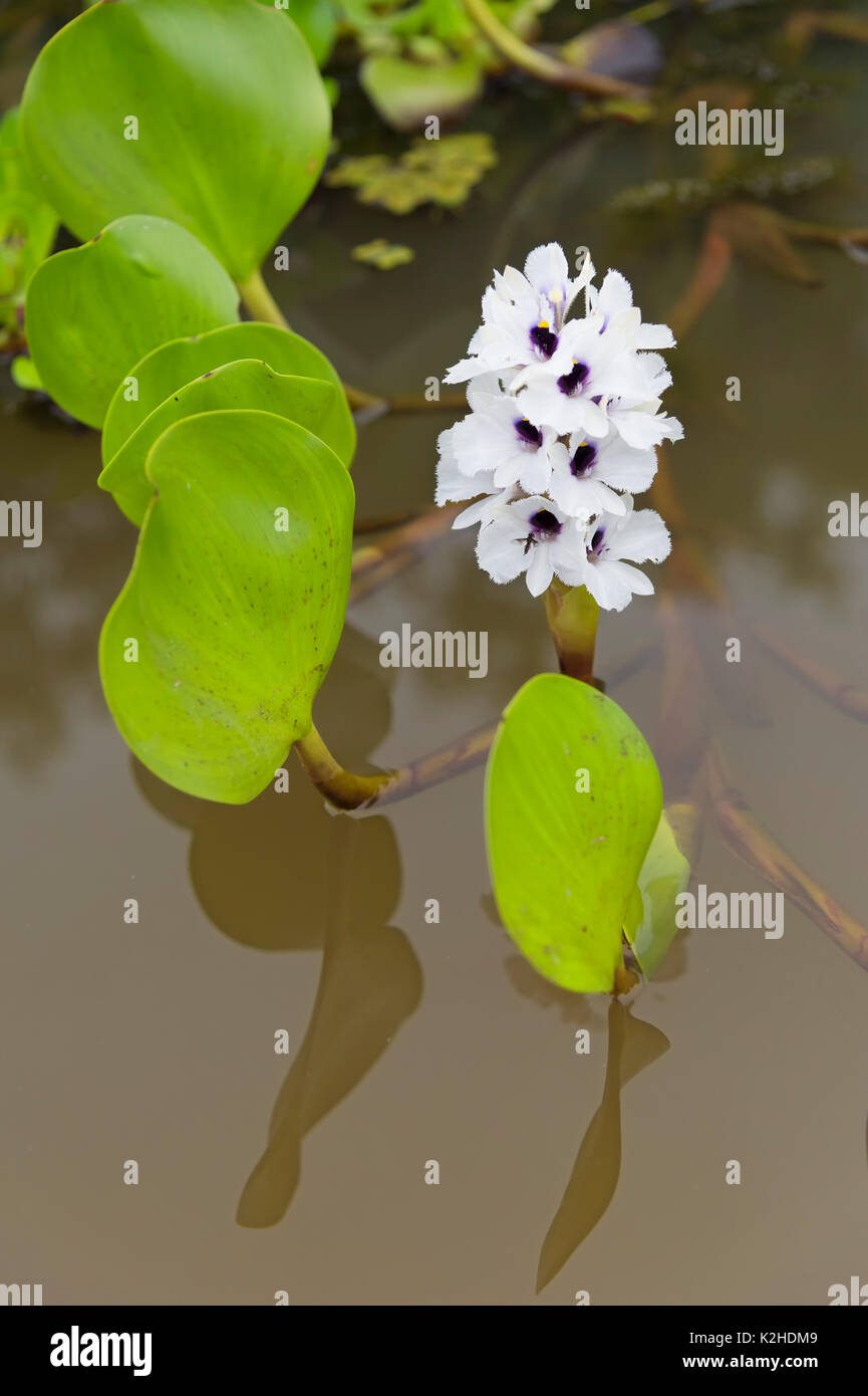 Water hyacinth (Eichhornia crassipes), Pantanal, Mato Grosso, Brazil Stock Photo