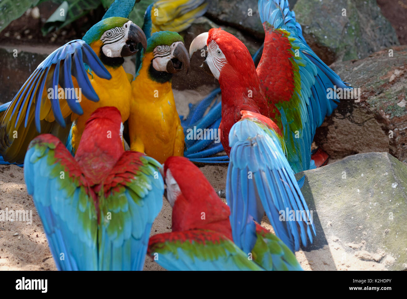 Fighting Red-and-green Macaws (Ara chloropterus) and Blue-and-yellow Macaw (Ara Ararauna), Iguazu National Park, Parana State, Brazil Stock Photo