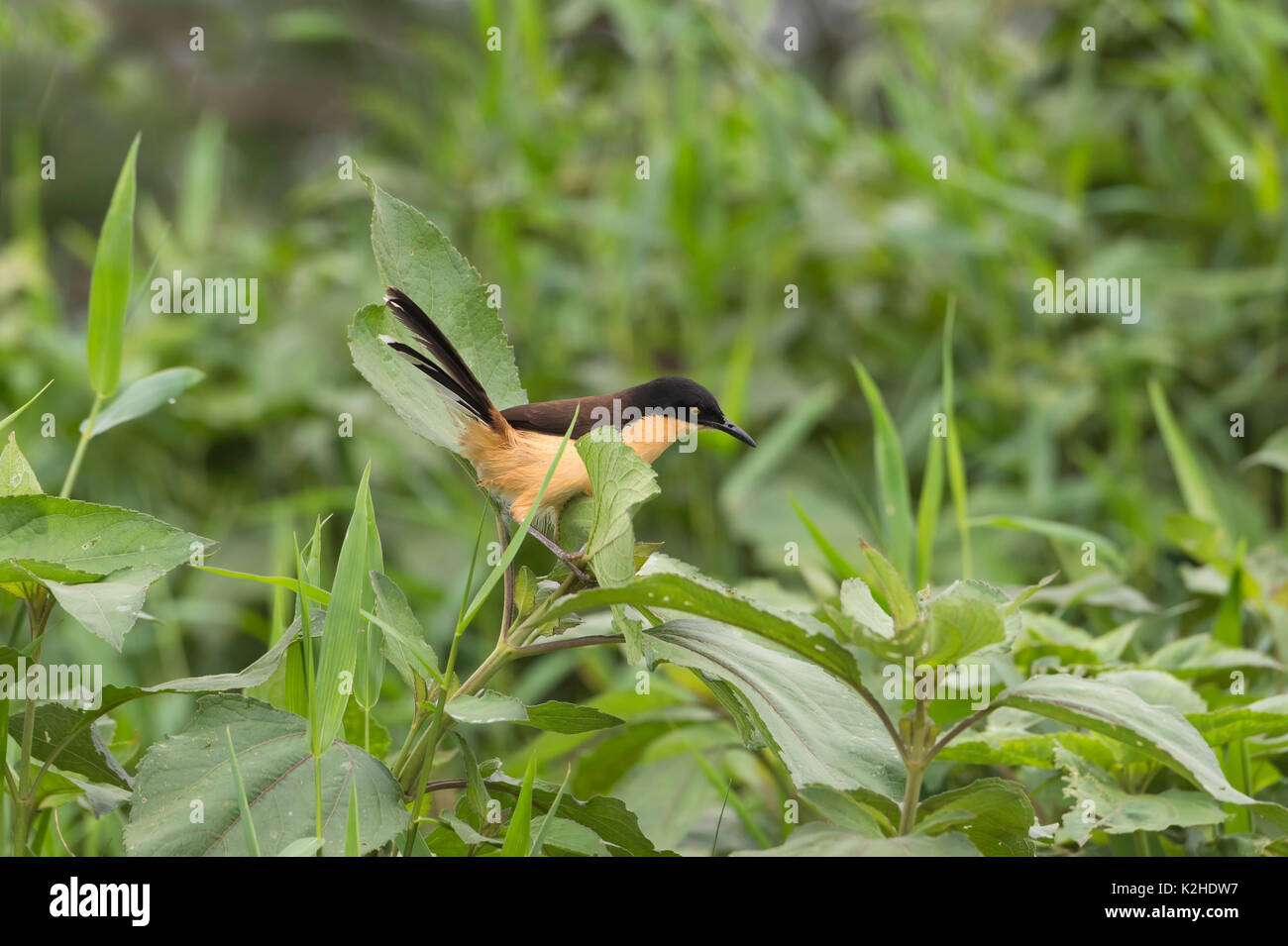 Black-capped Donacobius (Donacobius atricapilla), Pantanal, Mato Grosso, Brazil Stock Photo