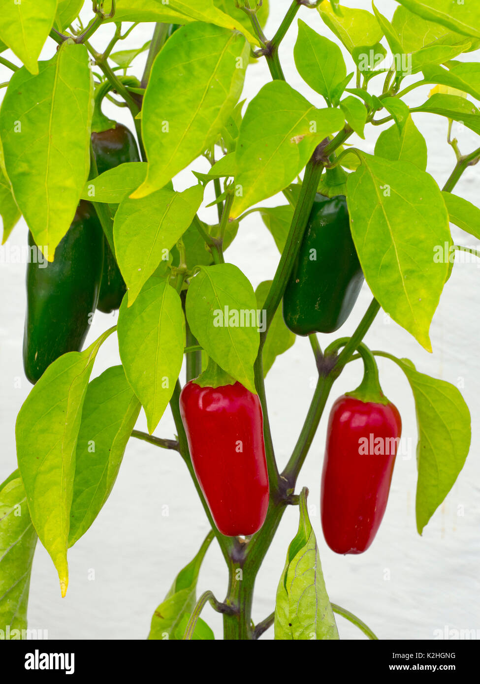 Jalapeno Plant High Resolution Stock Photography and Images Alamy