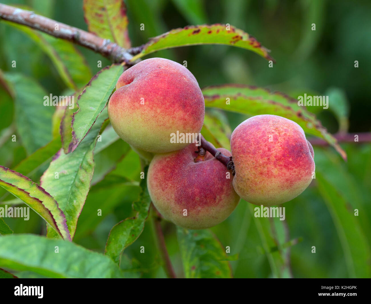 Peach Tree Prunus persica Melred growing in container Stock Photo