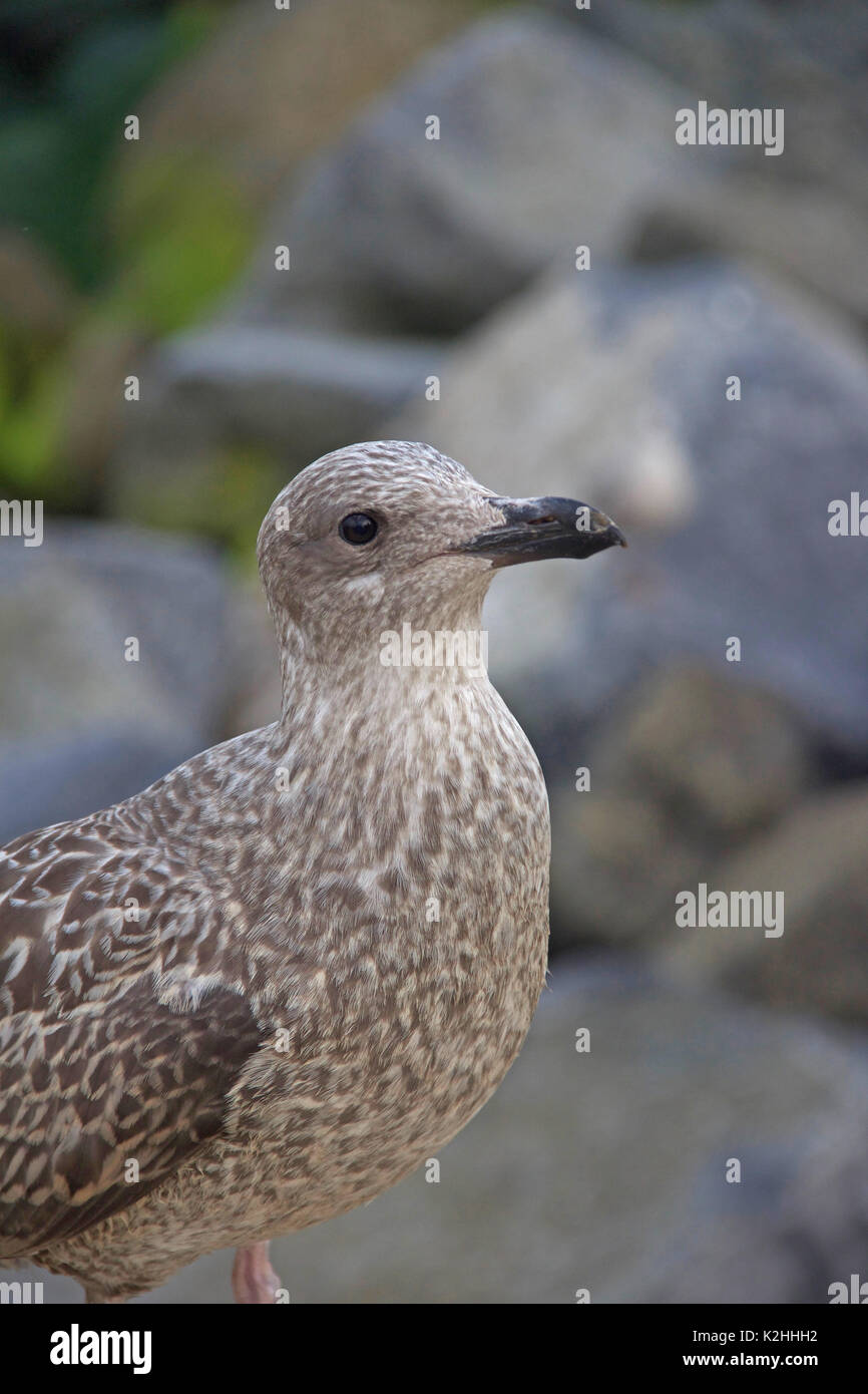A Baby Seagull Looking For Food Stock Photo Alamy