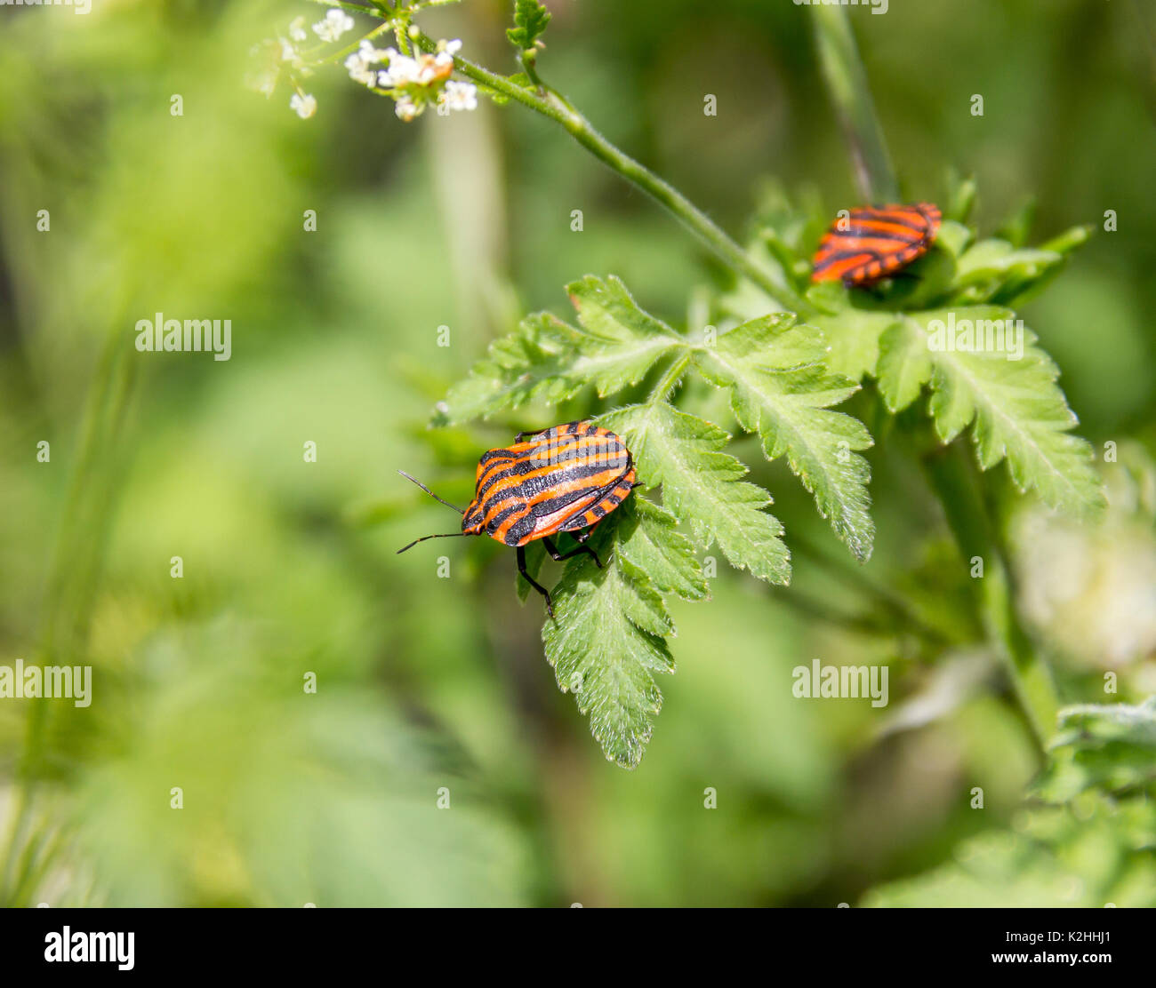 Italian striped bugs hires stock photography and images Alamy