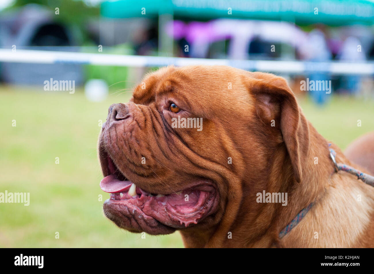 International dog show. Bullmastiff. Stock Photo