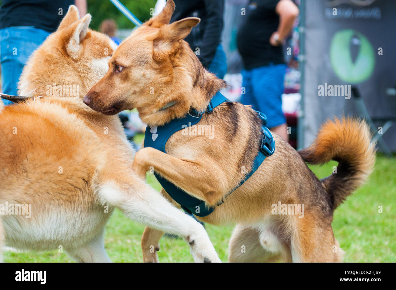 International dog show. Two funny dogs play great Stock Photo - Alamy