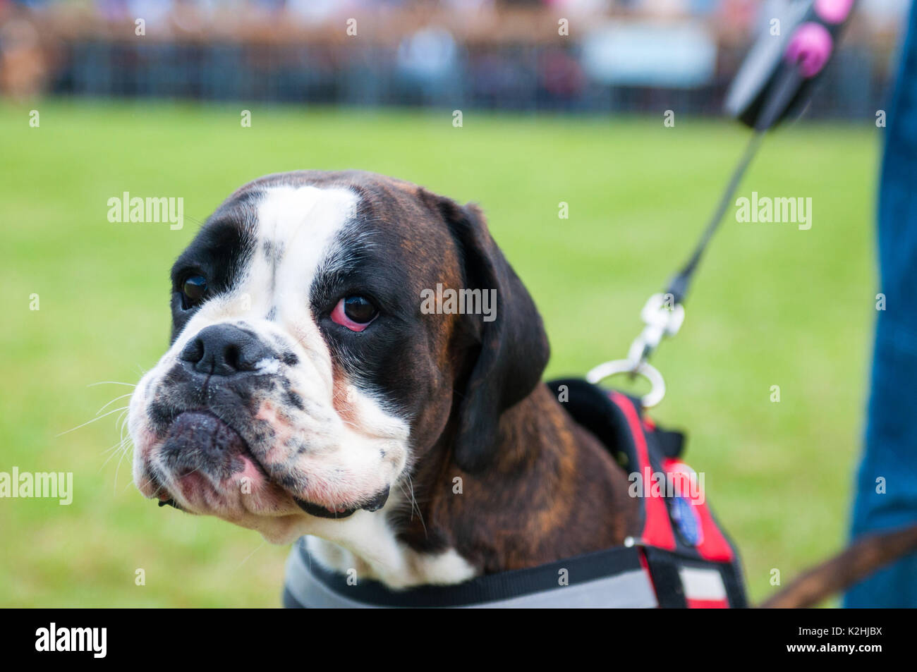 International dog show. Boxer. Stock Photo