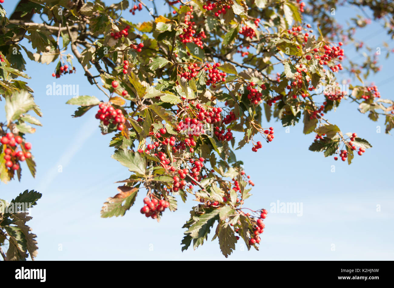 Red berries on a tree branch and green leaves. Stock Photo