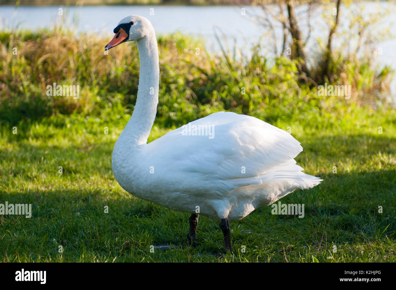 White swan on the lake. Stock Photo