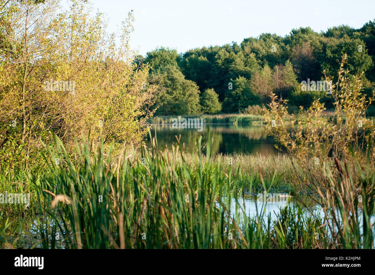 The lake shore is overgrown with grass and reeds. Stock Photo