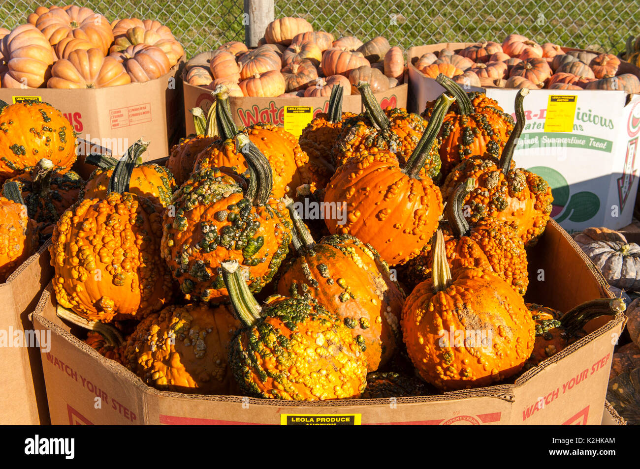 Leola produce auction hires stock photography and images Alamy