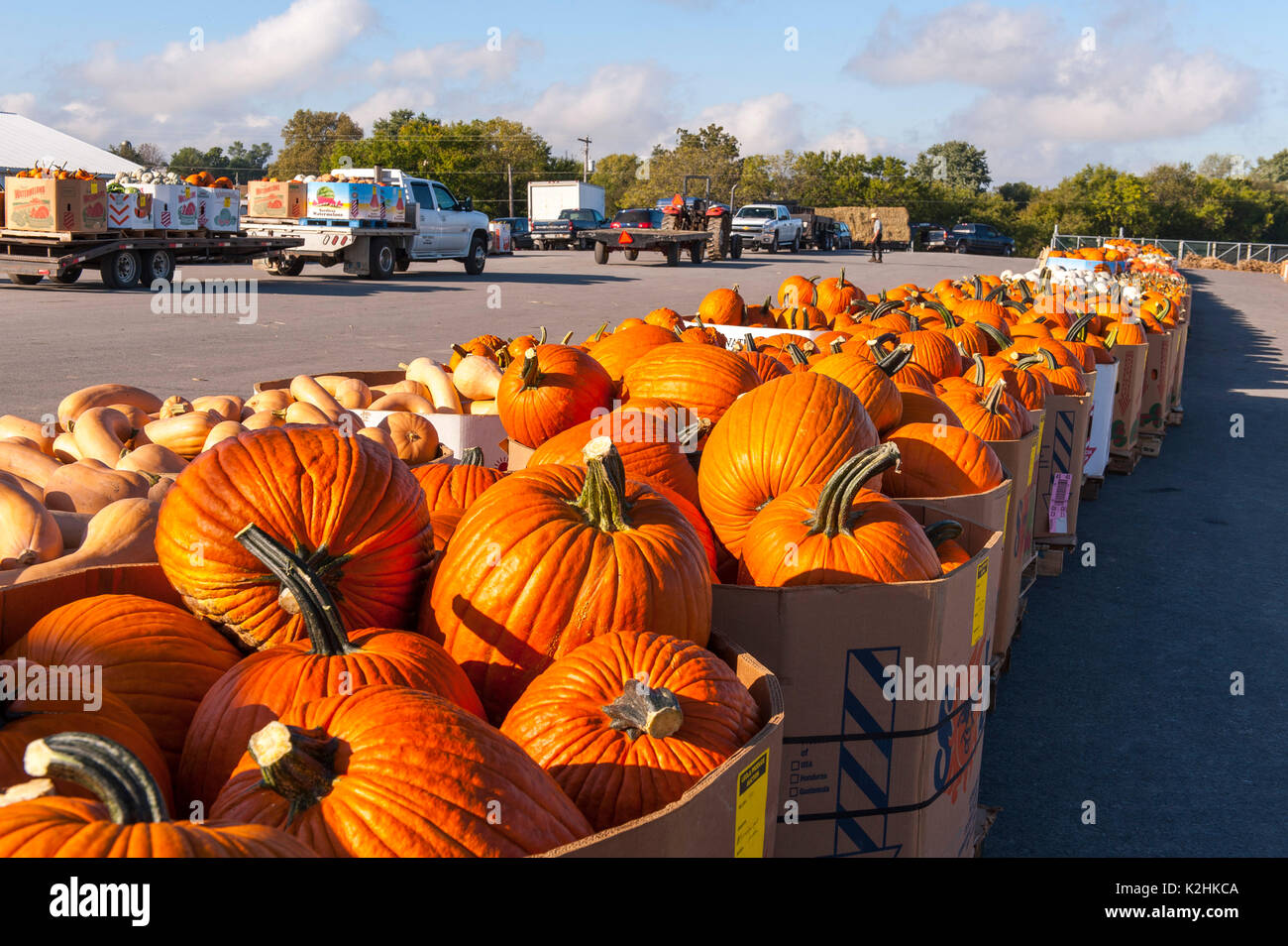 Leola produce auction hires stock photography and images Alamy