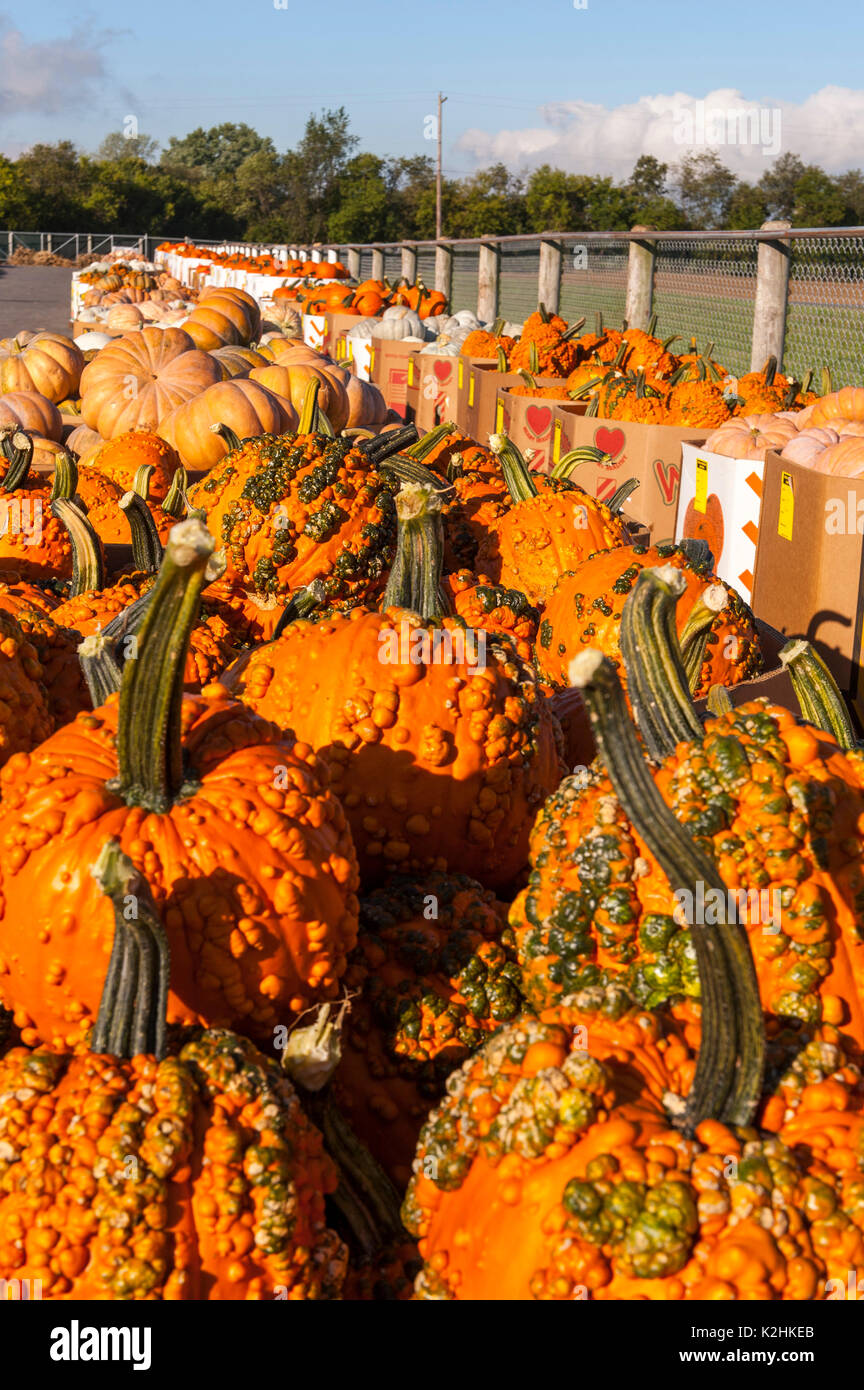 Leola produce auction hires stock photography and images Alamy