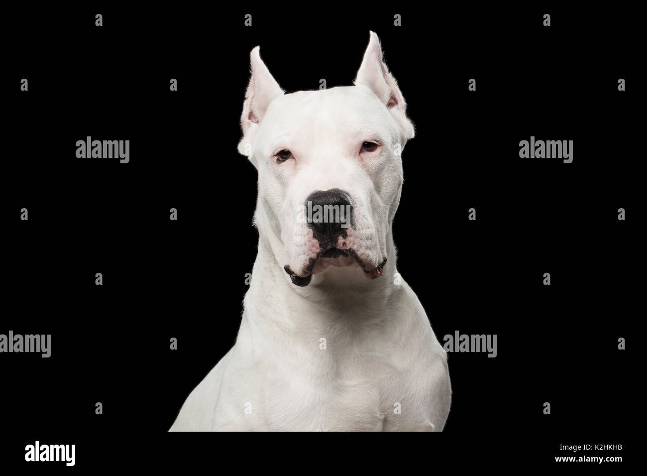 Portrait of Purebred Dogo Argentino Dog Isolated on Black Background Stock Photo